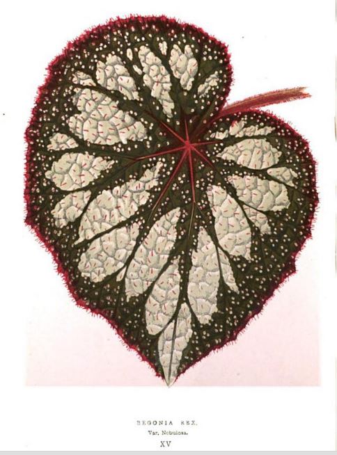 B. ‘Nebulosa’